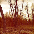 Northwoods Improvisers: Branches - CD