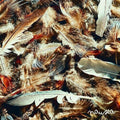 Moodie Black: Nausea { CD }