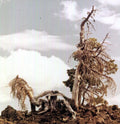 People of the North: Sleep Formations [ Vinyl ]