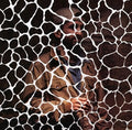 Samiyam: Animals Have Feelings { CD }