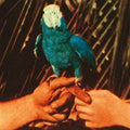 Andrew Bird: Are You Serious - VINYL