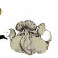 Coil: Ape Of Naples { CD }