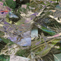 Laksa: Amala Trick - 12-INCH SINGLE