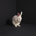 Brume: Rabbits - CD