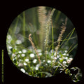 Jacob Newman: Biospherica { CD }
