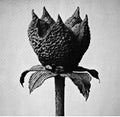 Masayoshi Fujita: Book Of Life [ Vinyl ]