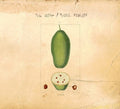 The Dorf / Phil Niblock: Baobab - COMPACT DISCS