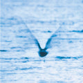 Ryo Fukui - Mellow Dream - LP [ Record ]