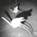 Siavash Amini: A Mimesis of Nothingness [ Vinyl ]