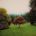 The Bats: Foothills - VINYL