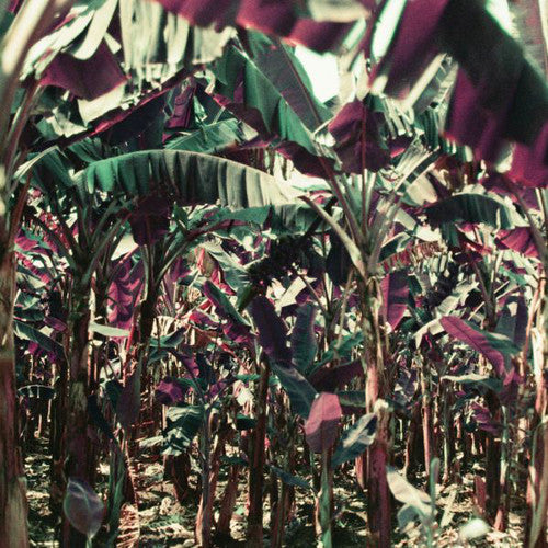 Dampe: Peach Shuffle [ Vinyl ]