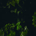 Martina Bertoni: Music For Empty Flats [ Vinyl ]