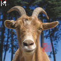 Agoria: Dev [ Vinyl ]