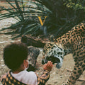 Unknown Mortal Orchestra - V - LP [ Record ]