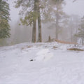 Wisp - Pandora - Indie 12" EP [ Record ]