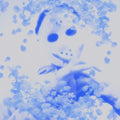 Yung Lean: Frost God [ Vinyl ]