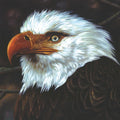 Mogwai - The Hawk Is Howling - LP [ Record ]