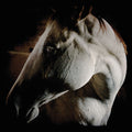 Brother Dege: How To Kill A Horse { CD }