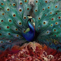 Opeth: Sorceress - CD