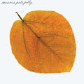 Pete Jolly - Seasons - LP [ Record ]