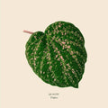 Quantic: Tropics - 12-INCH SINGLE