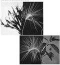 Andrew Pekler: New Environments And Rhythm Studies [ Vinyl ]