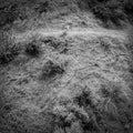 Anna Tivel: Animal Poem { CD }