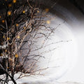 Winterlight: Winterlight [ Vinyl ]