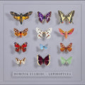 Dominik Eulberg: Lepidoptera [ Vinyl ]