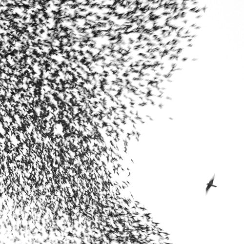 Wilco - Sky Blue Sky - LP [ Record ]