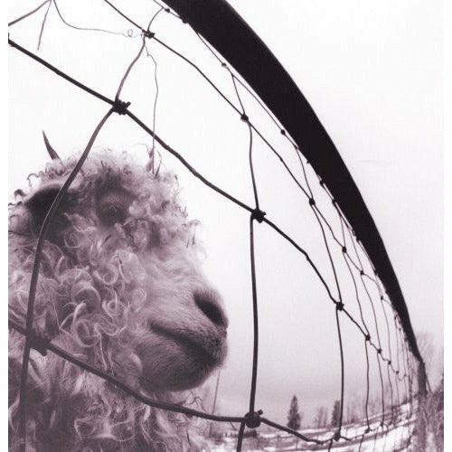 Pearl Jam - VS - LP [ Record ]