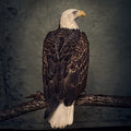 Clutch - Book Of Bad Decisions - LP [ Record ]