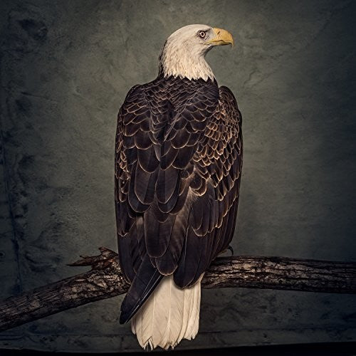 Clutch - Book Of Bad Decisions - LP [ Record ]