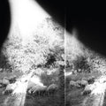 Godspeed You! Black Emperor - Asunder, Sweet and Other Distress - LP [ Record ]