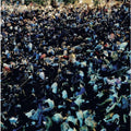 Matthew A. Tavares & Leland Whitty - Visions - LP [ Record ]